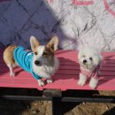 땡큐애견 이미지