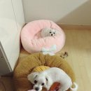 만수동물병원 이미지