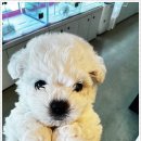 미니퍼피 이미지