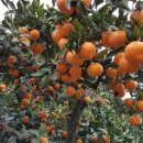 총각농장 이미지