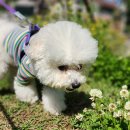 조이풀독 이미지