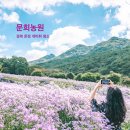 경북 문경 문희농원, 개미취 꽃밭 신상 명소