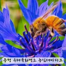 증평군 농업기술센터 | 증평 가볼만한곳 수레국화명소 농업기술센터 농심테마파크