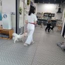 상희독스 아카데미 이미지