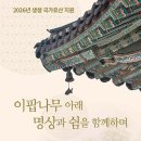 "5,200평이 전부 하얀 꽃으로 덮였다"... 천연기념물로 지정된 700년 이팝나무 숲 이미지