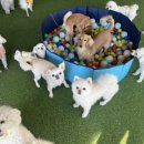 댕스미스 이미지