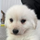 양평군농업기술센터 | 경기 양평 믹스견, 양평 농업기술센터길에서 발견된…믹스견! 활발한 아가의 기적을 기다립니다. 따뜻한...