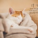 꿀 잠