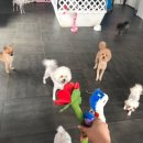 투퍼피 네이버블로그