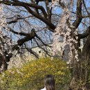 화성시문화재단노동조합 | 수원 화성 창룡문, 연무대 벚꽃 후기 / 포토스팟 + 주차 팁 (4/4 방문)