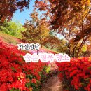 칠곡 가실성당 | 경북 칠곡 폭삭 속았수다 촬영지 가실성당 철쭉 만발