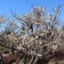 매화2공원 이미지