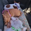 미용하개, 놀다가개 이미지