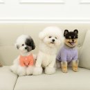 컴밸리스