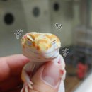 펫뚱이