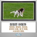 애견목욕탕 이미지