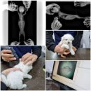 딜라잇독 이미지