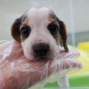 소문켄넬 이미지