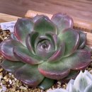 에코플라이 이미지