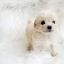 토이포이 이미지