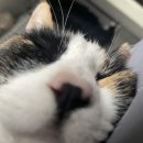 속초동물의료센터 이미지