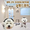 백설 애견샵 이미지