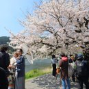 가가오토 | 교토 버스투어 내돈내산 후기 벚꽃 만개 시기
