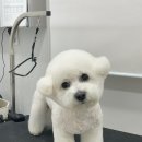 Re Pet 애견샵 이미지