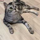 이쁘냥 고양이 미용실 익산점 이미지