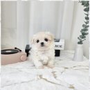 소문켄넬 이미지