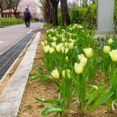 공암나루근린공원 | 벚꽃 지는 시기 맥모닝 세트 먹고 서울 강서구 벚꽃명소 공암나루근린공원내 산책로 걷기