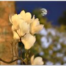 군포초교 이미지