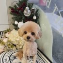 빠몽(PAWMONG) 이미지