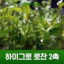 하이그로 이미지