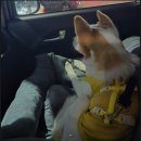 원미구 평천로 797-7 | 케이카 내돈내산 홈서비스 바로구매 인터넷으로 차 산 후기