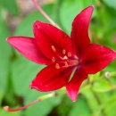 아마릴리스 이미지