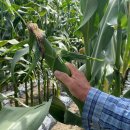 이정화농장 | #찰옥수수 착한 가격 (30개 18,000 원, 택배비 별도) 판매 공지