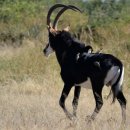 검은영양 [세이블영양, 세이블앤틸롭, Sable antelope (Hippotragus niger)] 이미지