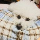 비밀