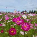 COSMOS/별,꽃 이미지