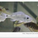 디스커스코리아 이미지