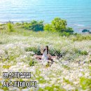 운산리 | 부안 샤스타데이지 명소 송포항 변산마실길 샤스타데이지 실시간 개화 상태(26.05.29)