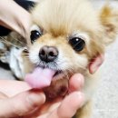 펫츄츄 | 강아지치약, 마이펫닥터 츄츄치약 강아지