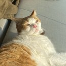 개냥이가 상주하는 부암동 감성 카페 무네 (mune)