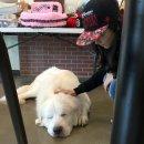 플란다스 개 이미지