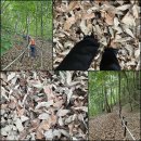 강원특별자치도 정선군 ＜취적봉＞이 품은 비경.. 덕산기계곡과 어천의 낙모암.. 제월대에서~.. 이미지