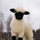 만나목장 이미지