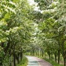 이팝나무길 이미지