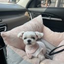 김채안퍼피살롱 이미지