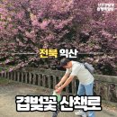 타이어프로 동산점 | 익산 겹벚꽃 명소 전주 근교 아이와 가볼만한곳